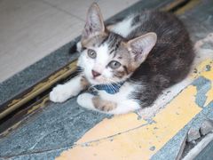 -黄记潮汕甜汤(贝底田坊店)