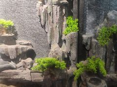 -四斤烤肉(东戴河孟家店)