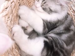 -飞行喵MR PILOT|猫舍·猫咖(静安大融城店)