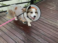 -凯瑞希宠物医院·狂犬免疫·微创·皮肤科