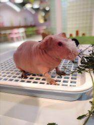 -Moni星球萌宠·小马宝莉·灵蛇·高端高阶全萌宠互动体验俱乐部(红豆国际广场店)
