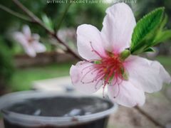 -鞠氏黑芝麻糊(水塔店)