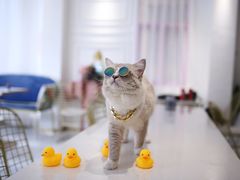 -Apple 零售店(Canton Road)