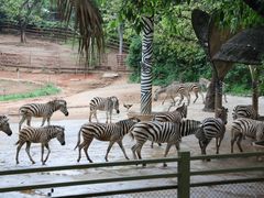 -深圳野生动物园