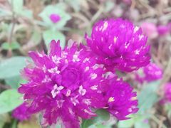 -铁山坪森林公园