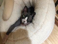 -猫和宫(六道口店)