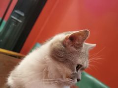 -猫色咖啡·猫咖