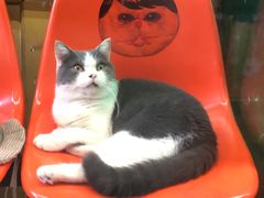 -猫咪博物馆(顶澳仔猫街店)