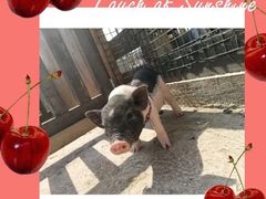 -前小桔亲子创意农场·草莓采摘·露营烧烤