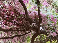 -深圳国际园林花卉博览园