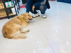 -翊宠yipet猫狗购宠庄园犬舍•猫舍