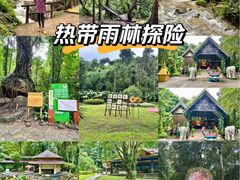 -莫里热带雨林景区