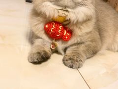 -猫大福·Fortune Cat猫舍(百子湾店)