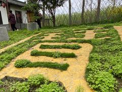 -合肥滨湖国家森林公园