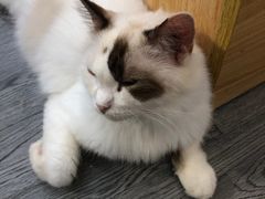 -猫亿天猫咖