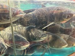 -魏铭鱼头捞饭(晋阳路店)