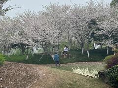 -径山花海