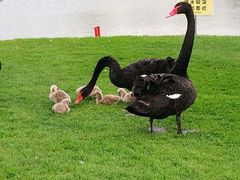 -万柳高尔夫俱乐部