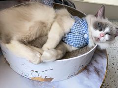 -喵喵咪呀布偶猫咖(春熙路店)