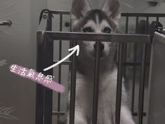-翊宠yipet猫狗购宠庄园犬舍•猫舍