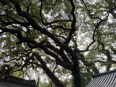 -普陀山风景区-佛顶山