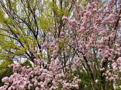 -元大都城垣遗址公园