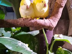 -正佳雨林生态植物园