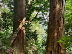 -天目山大树王景区