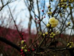 -香雪海