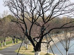 -羊山湖公园