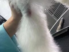 -欧奕国际动物医院