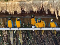 -西霞口神雕山野生动物世界