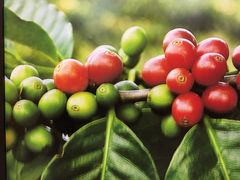 -巴厘岛黄金金兔咖啡工厂