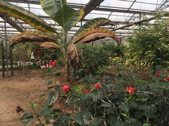 -万源龙顺度假庄园生态观光园