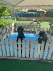 -萌宠亲子动物乐园(槐房万达店)