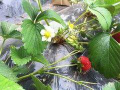 -意大利农场度假村