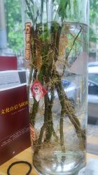 -逸丝风尚