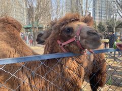 -长白岛森林公园