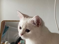 -lincat·猫舍(广州店)