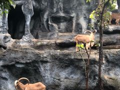 -清迈夜间动物园