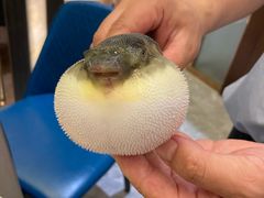 -肆月河豚·新淮扬(金融街店)