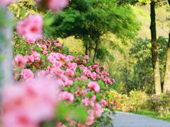 -梧桐山风景名胜区