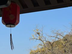 -千年银杏谷文化旅游区