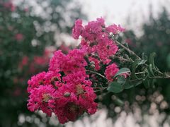 -武汉紫薇都市田园