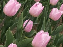 -长春公园(普阳街道)