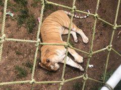 -西霞口神雕山野生动物世界