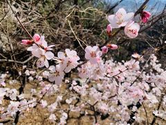 -鹫峰国家森林公园