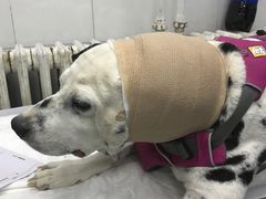 -北京赛佳动物医院