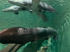 -上海海洋水族馆
