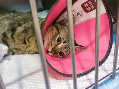 -暖阳宠物医院·犬猫康复中心·骨科